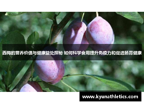 西梅的营养价值与健康益处探秘 如何科学食用提升免疫力和促进肠胃健康